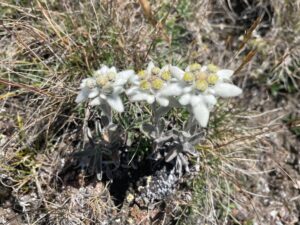 Edelweiss