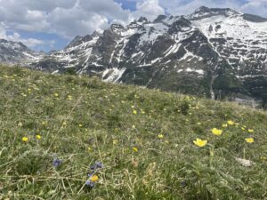 Gandhorn Binntal