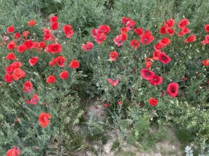 Mohnblumen